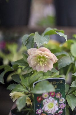 写真 2025-12-25 16 34 37_R_1