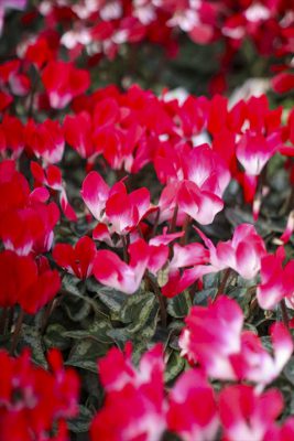 写真 2025-11-26 16 23 59_R_1