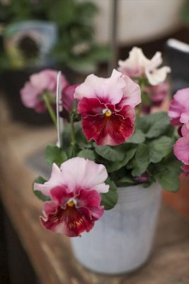 写真 2026-01-21 17 11 07_R_1