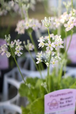 写真 2026-01-18 16 29 01_R_1