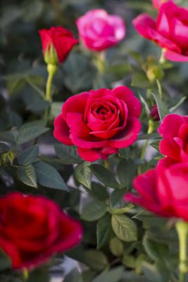 写真 2026-01-18 16 40 44_R_1