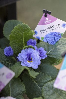 写真 2026-01-17 16 09 04_R_1