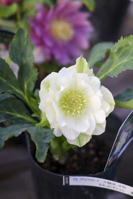 写真 2026-01-08 16 25 47_R_1