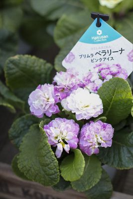 写真 2026-01-17 16 09 58_R_1