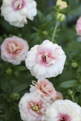 写真 2026-01-07 16 55 20_R_1