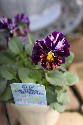 写真 2026-01-22 15 37 16_R_1