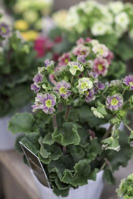 写真 2026-01-21 17 00 27_R_1