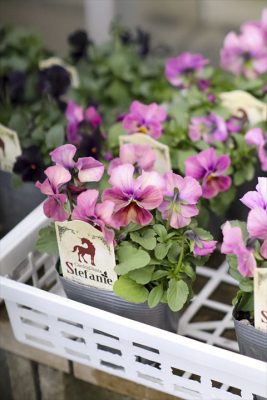 写真 2026-01-20 16 30 18_R_1