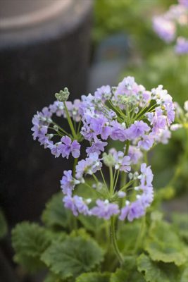 写真 2026-01-08 16 28 18_R_1