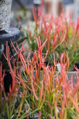 写真 2026-01-11 16 19 53_R_1