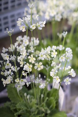 写真 2026-01-18 16 28 11_R_1