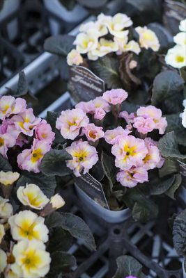 写真 2026-01-08 16 24 15_R_1