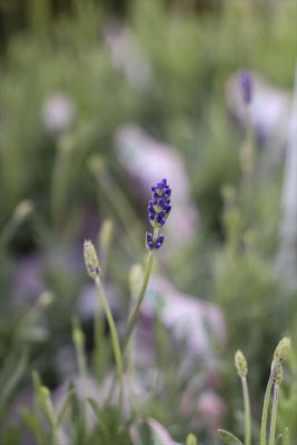 写真 2026-01-28 16 59 46_R_1