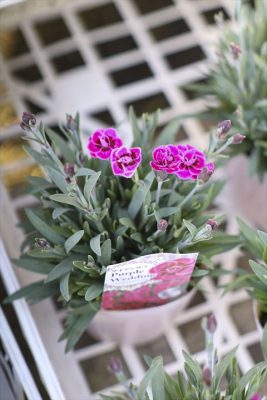 写真 2026-01-17 16 04 16_R_1