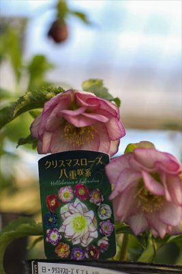 写真 2026-01-08 16 25 25_R_1