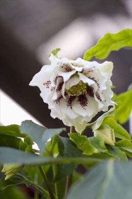 写真 2026-01-11 16 08 59_R_1