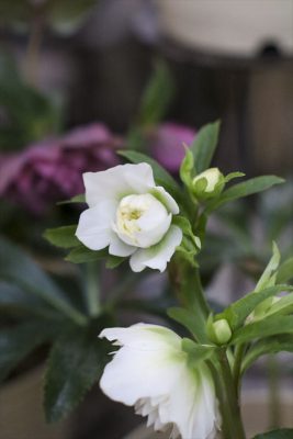 写真 2026-01-26 17 08 59_R_1