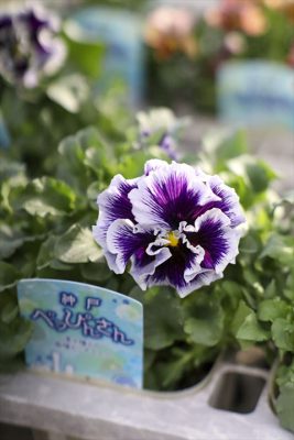 写真 2026-01-22 15 35 26_R_1