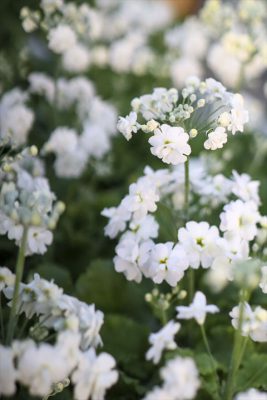 写真 2026-01-17 16 50 50_R_1