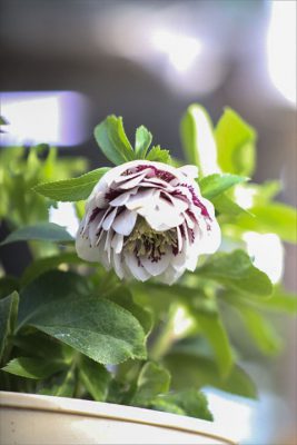 写真 2026-01-22 15 27 19_R_1