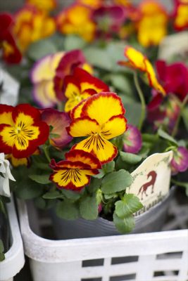 写真 2026-01-20 16 30 34_R_1