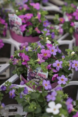 写真 2026-01-21 17 09 32_R_1