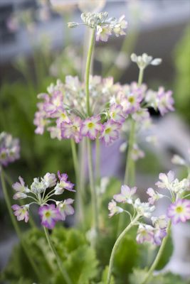 写真 2026-01-18 16 29 30_R_1