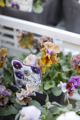 写真 2026-01-17 16 05 58_R_1