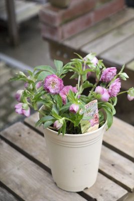 写真 2026-01-22 15 25 23_R_1