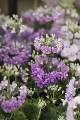 写真 2026-01-21 17 01 30_R_1