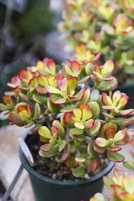 写真 2026-01-20 16 20 06_R_1