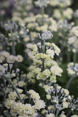 写真 2026-01-21 17 01 00_R_1