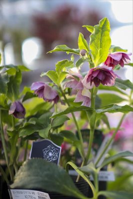 写真 2026-01-08 16 27 13_R_1