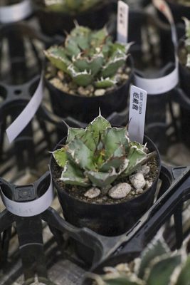 写真 2026-01-26 17 07 43_R_1