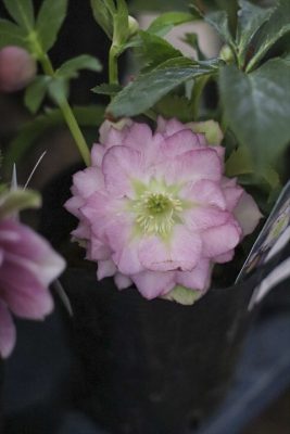 写真 2026-01-21 17 14 35_R_1