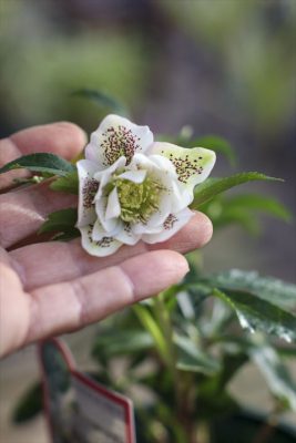 写真 2026-01-22 15 21 18_R_1