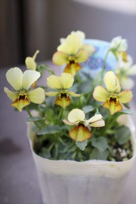 写真 2026-01-22 15 35 09_R_1