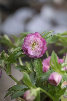 写真 2026-01-22 15 25 44_R_1