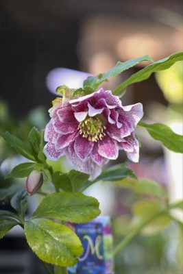 写真 2026-01-25 15 44 50_R_1