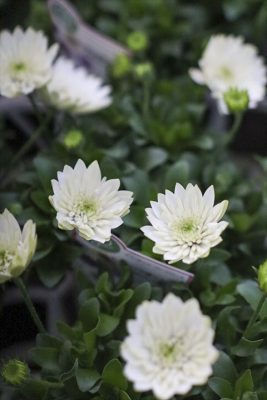 写真 2026-01-21 17 06 24_R_1