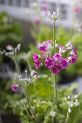 写真 2026-01-18 16 32 01_R_1