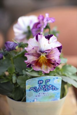 写真 2026-01-22 15 36 49_R_1