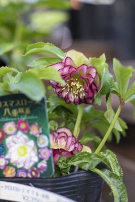 写真 2026-01-08 16 40 09_R_1