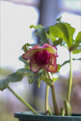 写真 2026-01-22 15 18 15_R_1