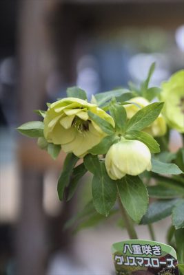 写真 2026-01-22 15 23 17_R_1