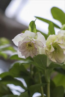 写真 2026-01-26 17 08 47_R_1