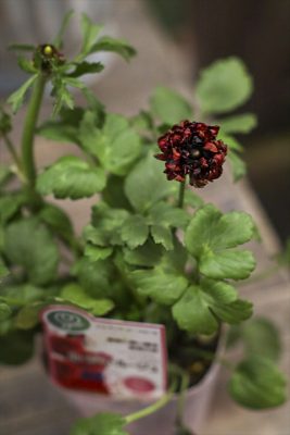 写真 2026-01-21 17 11 46_R_1