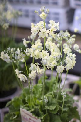 写真 2026-01-18 16 28 36_R_1