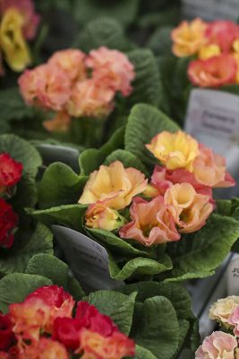 写真 2026-01-21 17 01 52_R_1