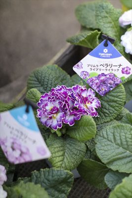 写真 2026-01-17 16 08 24_R_1